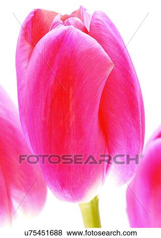 White Background, Plant, Flowers, Spring, Tulip, Close-Up View Large Photo Image Stock Photo - White Background, Plant, Flowers, Spring, Tulip, Close-Up. Fotosearch