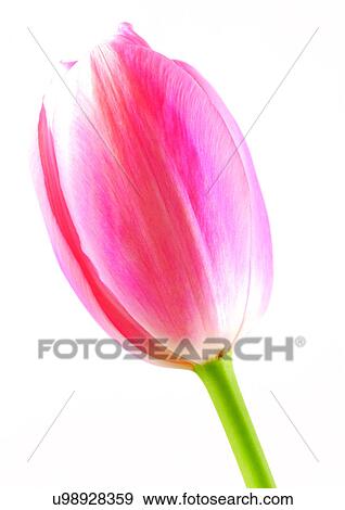 White Background, Plant, Flowers, Spring, Tulip, Close-Up View Large Photo Image Stock Photo - White Background, Plant, Flowers, Spring, Tulip, Close-Up. Fotosearch