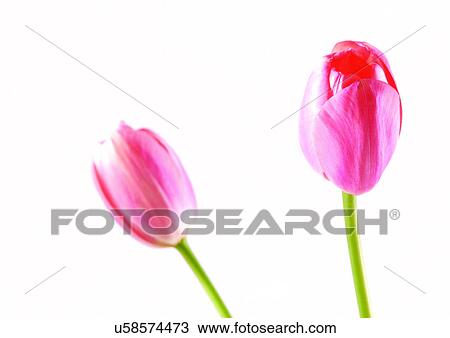 Stock Image - White Background, Plant, Spring, Tulip, Close-Up. Fotosearch
