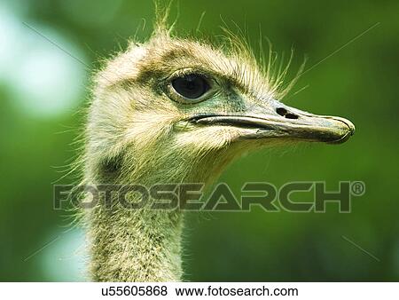 wilderness, zoo, geological park View Large Photo Image Stock Photo - wilderness, zoo, geological park. Fotosearch