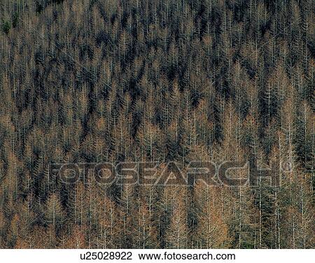 aerial view, nature, forest, outdoors, scenery, autumn View Large Photo Image Stock Image - aerial view, nature, forest, outdoors, scenery, autumn. Fotosearch