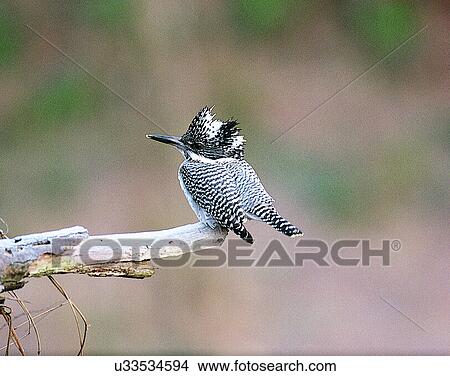 Picture - Birds, animals, wild life, fowl, outdoors, nature. Fotosearch