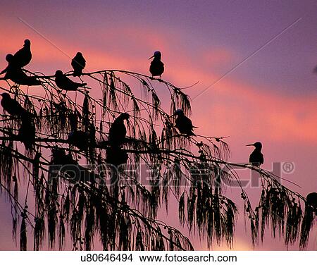 Picture - Birds, animals, wild life, fowl, outdoors, nature. Fotosearch