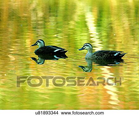 Picture - Birds, animals, wild life, fowl, outdoors, nature. Fotosearch