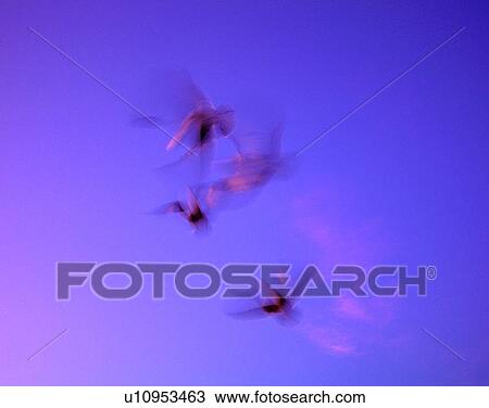 Stock Image - Birds, animals, wild life, fowl, outdoors, nature. Fotosearch