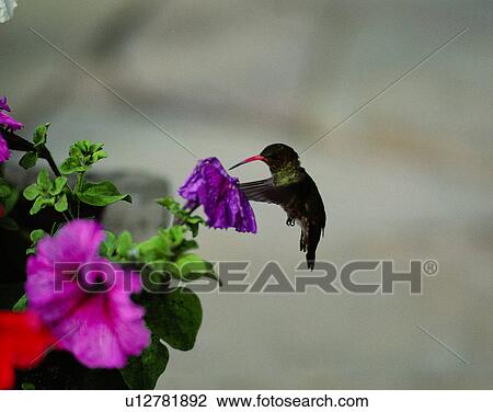 Stock Image - Birds, animals, wild life, fowl, outdoors, nature. Fotosearch