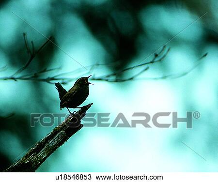 Birds, animals, wild life, fowl, outdoors, nature View Large Photo Image Stock Image - Birds, animals, wild life, fowl, outdoors, nature. Fotosearch