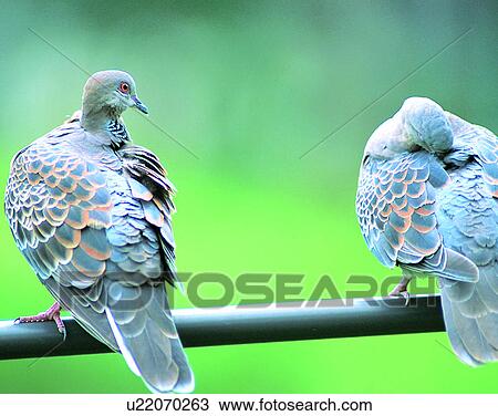 Stock Image - Birds, animals, wild life, fowl, outdoors, nature. Fotosearch