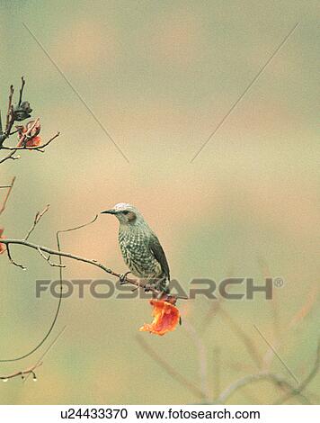 Stock Image - Birds, animals, wild life, fowl, outdoors, nature. Fotosearch