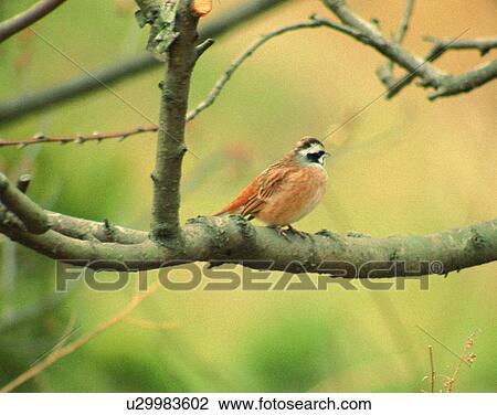 Stock Image - Birds, animals, wild life, fowl, outdoors, nature. Fotosearch
