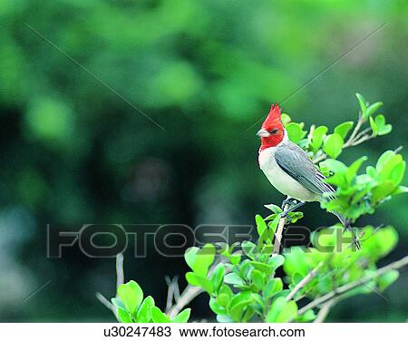 Stock Image - Birds, animals, wild life, fowl, outdoors, nature. Fotosearch
