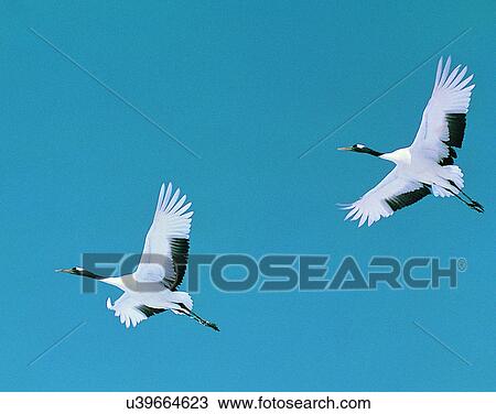 Stock Image - Birds, animals, wild life, fowl, outdoors, nature. Fotosearch