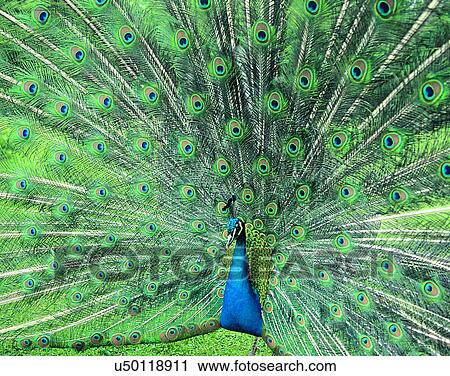 Stock Image - Birds, animals, wild life, fowl, outdoors, nature. Fotosearch