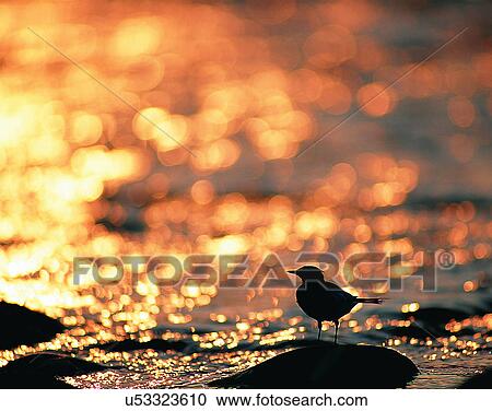 Birds, animals, wild life, fowl, outdoors, nature View Large Photo Image Stock Image - Birds, animals, wild life, fowl, outdoors, nature. Fotosearch