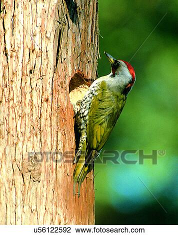 Stock Image - Birds, animals, wild life, fowl, outdoors, nature. Fotosearch