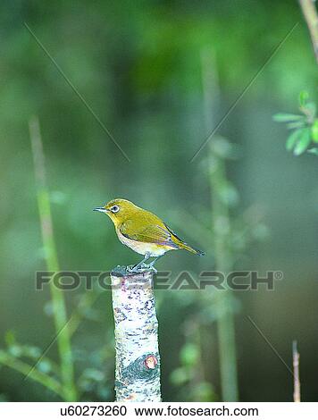 Stock Image - Birds, animals, wild life, fowl, outdoors, nature. Fotosearch