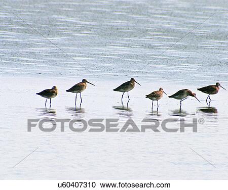 Birds, animals, wild life, fowl, outdoors, nature View Large Photo Image Stock Image - Birds, animals, wild life, fowl, outdoors, nature. Fotosearch