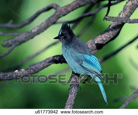 Stock Image - Birds, animals, wild life, fowl, outdoors, nature. Fotosearch