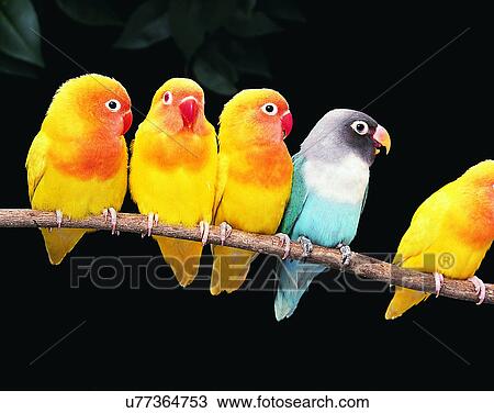 Stock Image - Birds, animals, wild life, fowl, outdoors, nature. Fotosearch