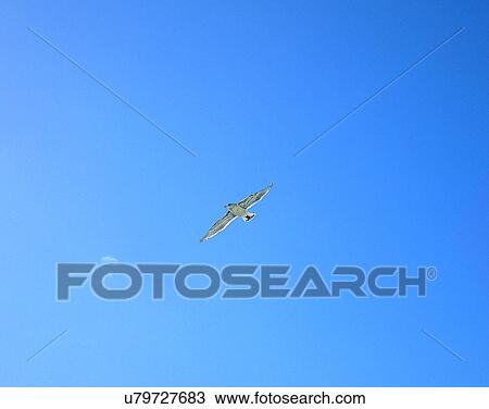 Birds, animals, wild life, fowl, outdoors, nature View Large Photo Image Stock Image - Birds, animals, wild life, fowl, outdoors, nature. Fotosearch