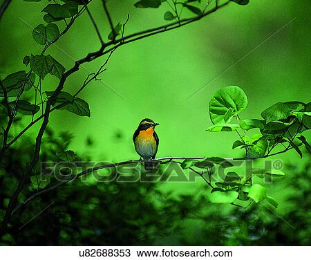 Birds, animals, wild life, fowl, outdoors, nature View Large Photo Image Stock Image - Birds, animals, wild life, fowl, outdoors, nature. Fotosearch