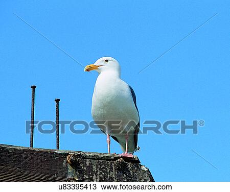 Stock Image - Birds, animals, wild life, fowl, outdoors, nature. Fotosearch