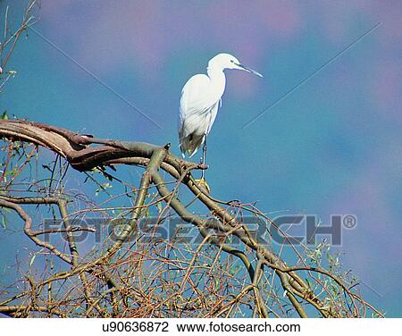 Stock Image - Birds, animals, wild life, fowl, outdoors, nature. Fotosearch