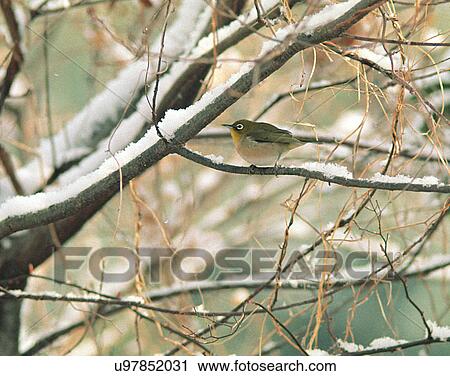 Stock Image - Birds, animals, wild life, fowl, outdoors, nature. Fotosearch