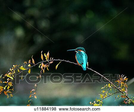 Birds, animals, wild life, fowl, outdoors, nature View Large Photo Image Stock Photo - Birds, animals, wild life, fowl, outdoors, nature. Fotosearch