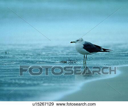 Birds, animals, wild life, fowl, outdoors, nature View Large Photo Image Stock Photo - Birds, animals, wild life, fowl, outdoors, nature. Fotosearch