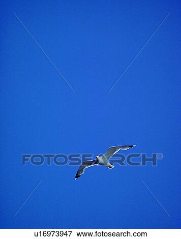 Birds, animals, wild life, fowl, outdoors, nature View Large Photo Image Stock Photo - Birds, animals, wild life, fowl, outdoors, nature. Fotosearch
