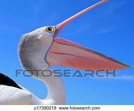 Birds, animals, wild life, fowl, outdoors, nature View Large Photo Image Stock Photo - Birds, animals, wild life, fowl, outdoors, nature. Fotosearch