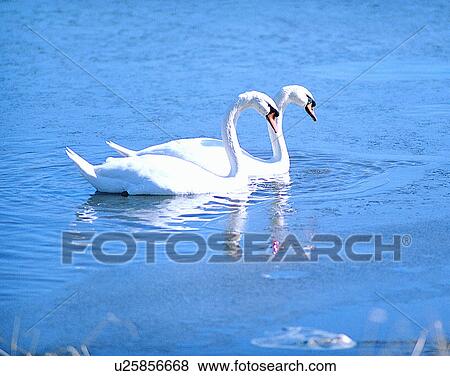 Stock Photo - Birds, animals, wild life, fowl, outdoors, nature. Fotosearch
