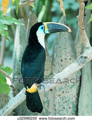 Stock Photo - Birds, animals, wild life, fowl, outdoors, nature. Fotosearch