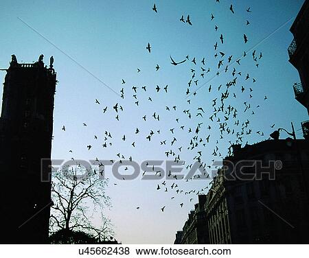 Stock Photo - Birds, animals, wild life, fowl, outdoors, nature. Fotosearch