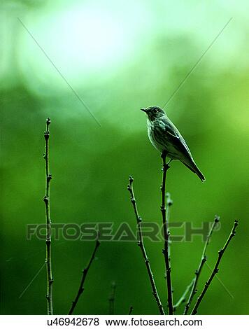 Stock Photo - Birds, animals, wild life, fowl, outdoors, nature. Fotosearch