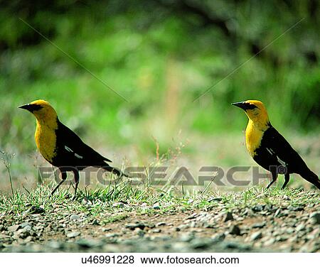 Birds, animals, wild life, fowl, outdoors, nature View Large Photo Image Stock Photo - Birds, animals, wild life, fowl, outdoors, nature. Fotosearch