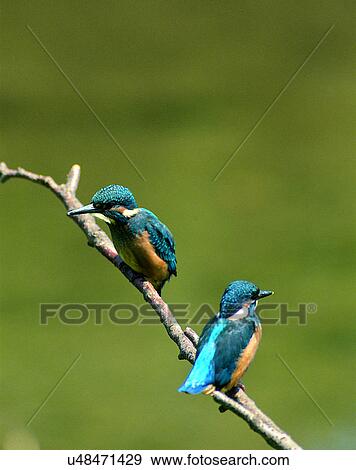 Stock Photo - Birds, animals, wild life, fowl, outdoors, nature. Fotosearch