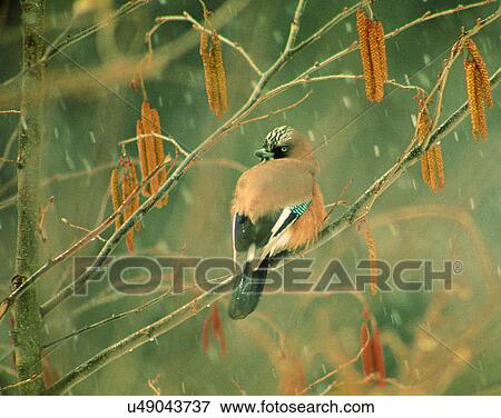 Stock Photo - Birds, animals, wild life, fowl, outdoors, nature. Fotosearch