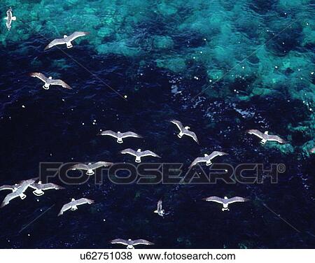 Birds, animals, wild life, fowl, outdoors, nature View Large Photo Image Stock Photo - Birds, animals, wild life, fowl, outdoors, nature. Fotosearch
