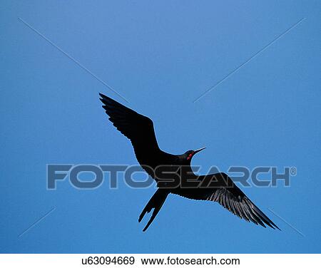 Stock Photo - Birds, animals, wild life, fowl, outdoors, nature. Fotosearch
