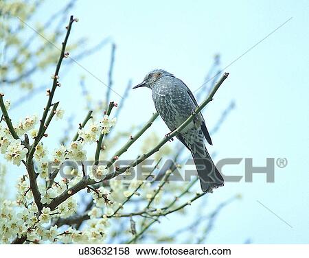 Stock Photo - Birds, animals, wild life, fowl, outdoors, nature. Fotosearch