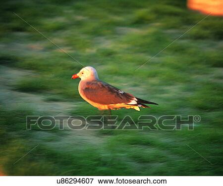 Birds, animals, wild life, fowl, outdoors, nature View Large Photo Image Stock Photo - Birds, animals, wild life, fowl, outdoors, nature. Fotosearch