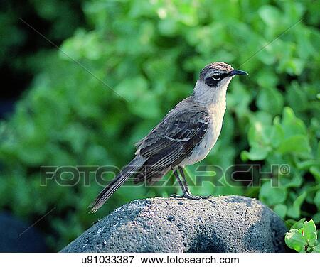 Birds, animals, wild life, fowl, outdoors, nature View Large Photo Image Stock Photo - Birds, animals, wild life, fowl, outdoors, nature. Fotosearch