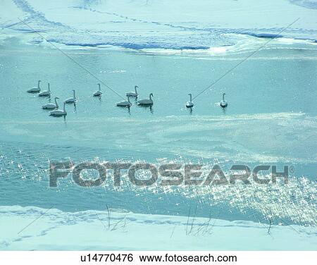 Stock Photograph - Birds, animals, wild life, fowl, outdoors, nature. Fotosearch