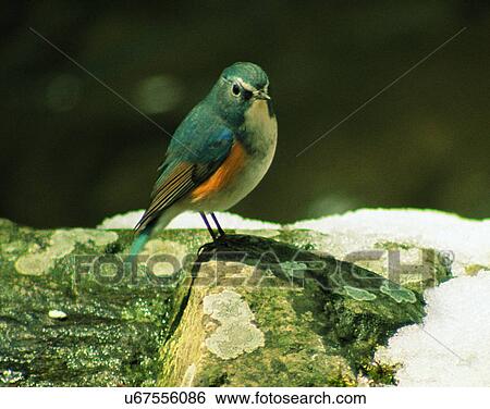 Birds, animals, wild life, fowl, outdoors, nature View Large Photo Image Stock Photograph - Birds, animals, wild life, fowl, outdoors, nature. Fotosearch