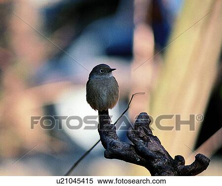 Birds, animals, wild life, fowl, outdoors, nature View Large Photo Image Stock Photography - Birds, animals, wild life, fowl, outdoors, nature. Fotosearch