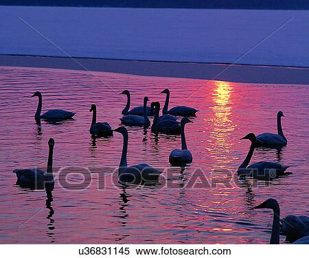 Birds, animals, wild life, fowl, outdoors, nature View Large Photo Image Stock Photography - Birds, animals, wild life, fowl, outdoors, nature. Fotosearch