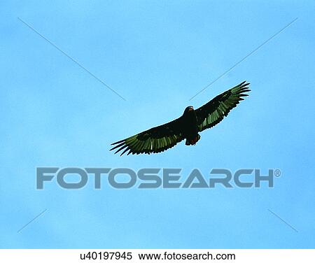 Stock Photography - Birds, animals, wild life, fowl, outdoors, nature. Fotosearch