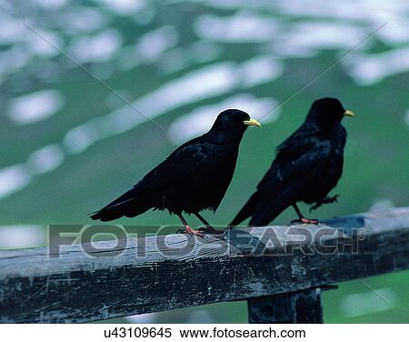 Birds, animals, wild life, fowl, outdoors, nature View Large Photo Image Stock Photography - Birds, animals, wild life, fowl, outdoors, nature. Fotosearch
